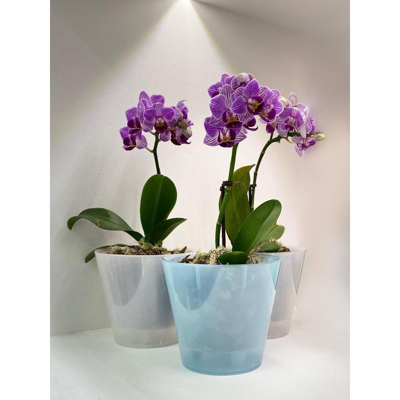 Горшок InGreen Фиджи Орхидея голубой перламутровый, 23х23x20.8см